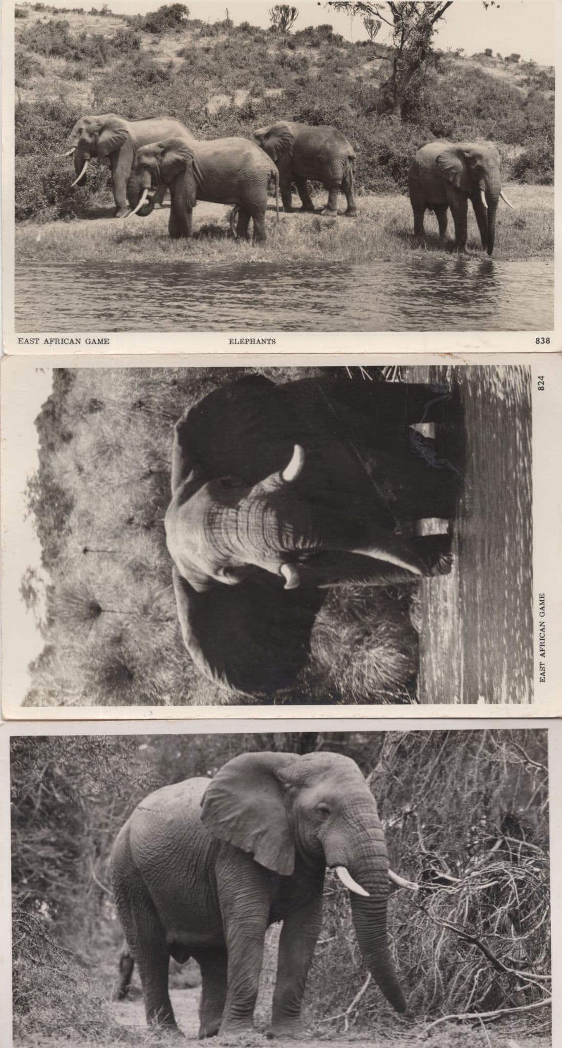 East African Elephants Game Hunt Trophy Hunting 3x Postcard s