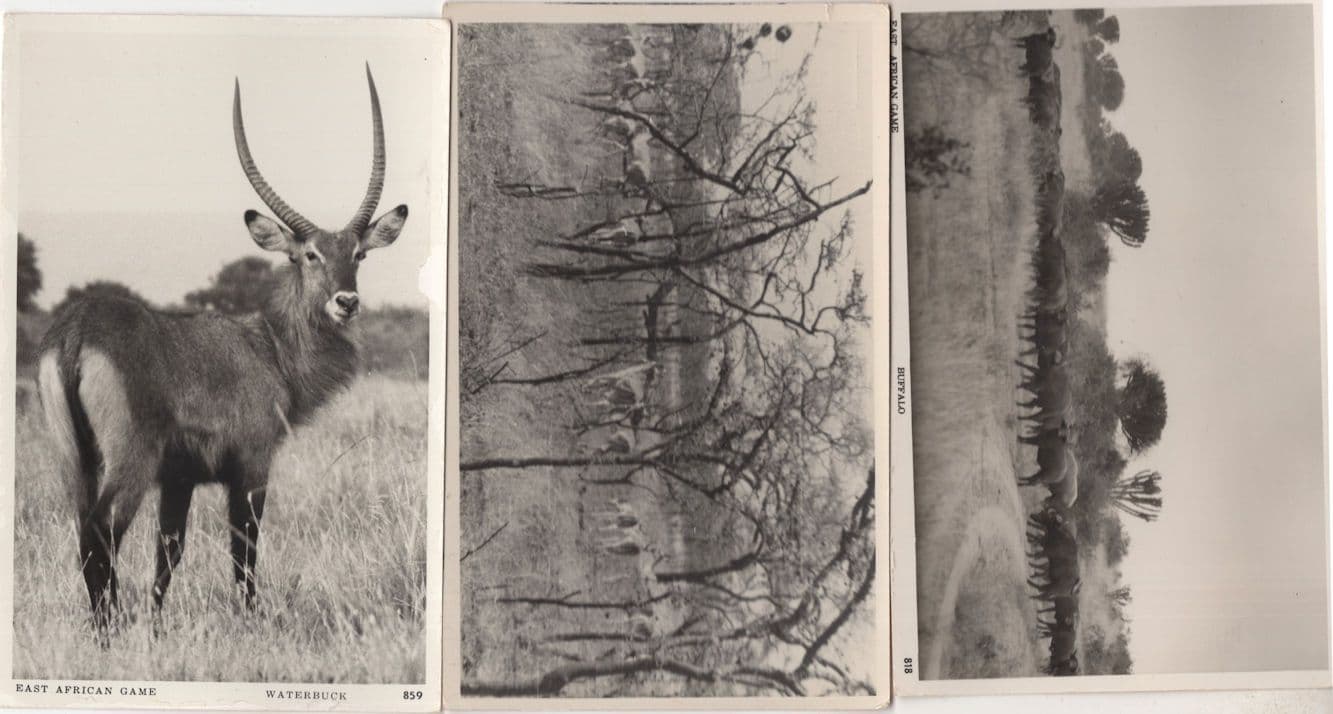 East African Game Waterbuck Buffalo 3x Real Photo Postcard s
