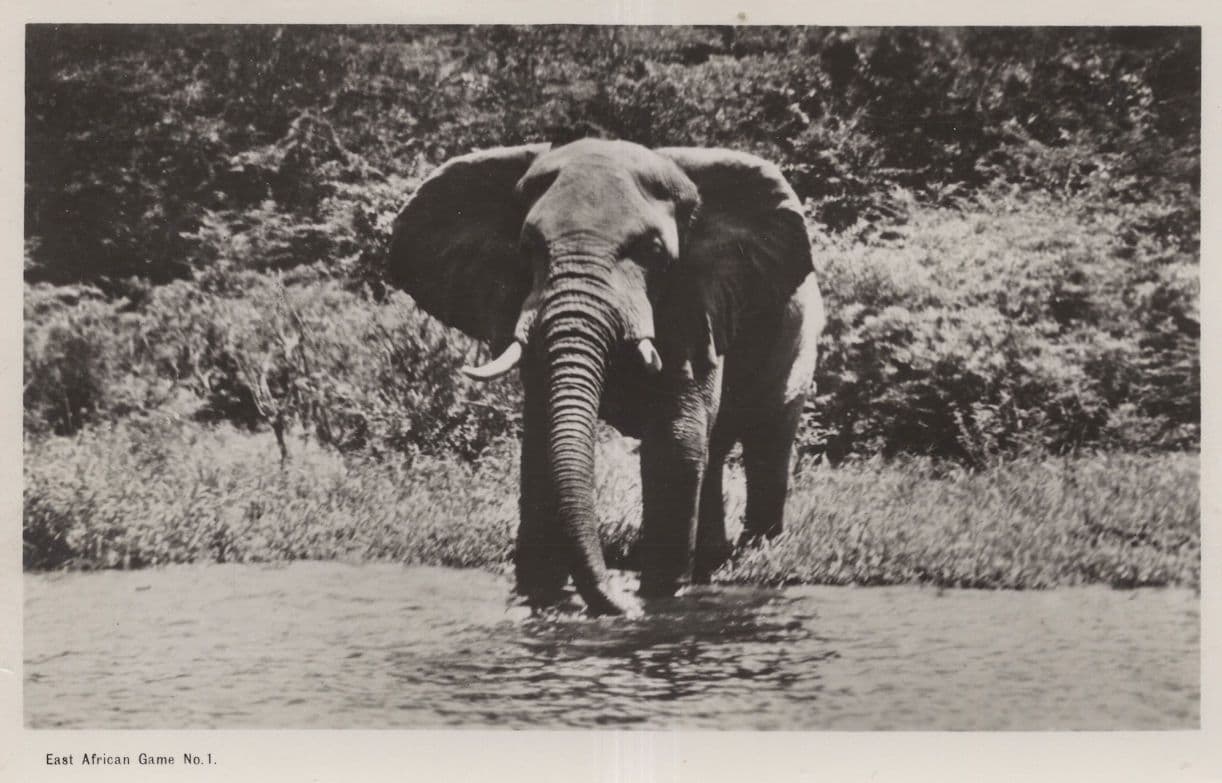 East African Hunting Game 1 Elephant Vintage Real Photo Postcard