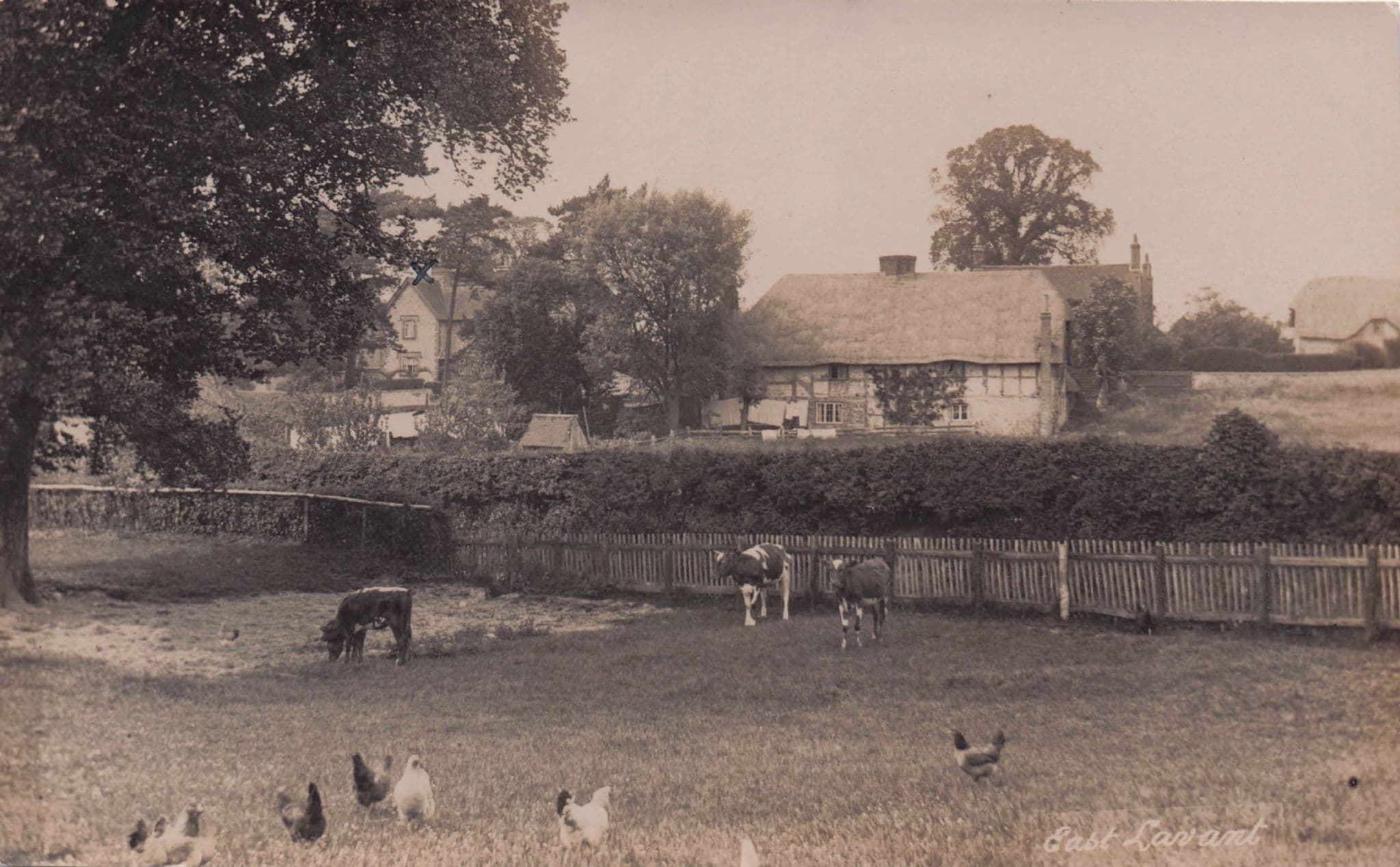 East Lavant Sussex Farm Hen Birds School House Old RPC Postcard