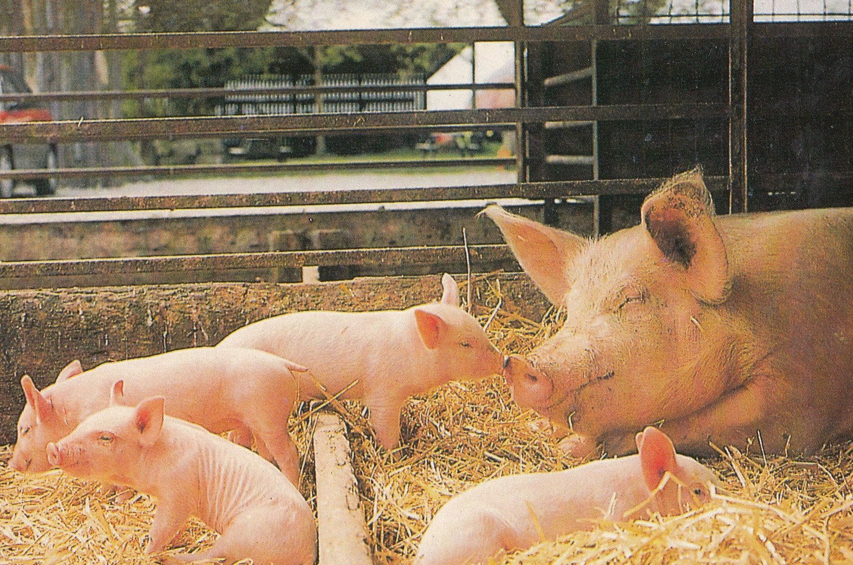 Eden Farm Scarborough Pigs Piglets Pen Kissing Mum Pig Postcard