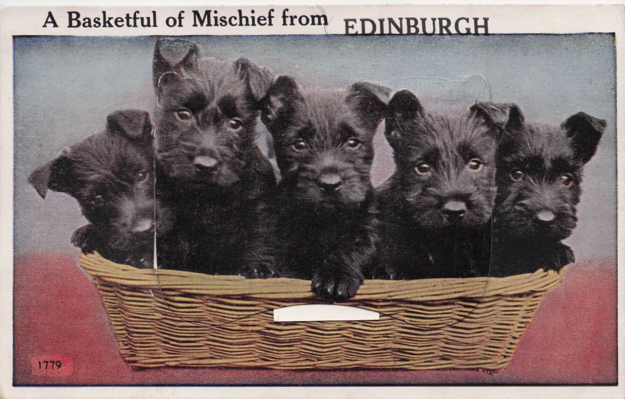 Edinburgh Mailing Novelty Basket Of Dogs Scottish Old Postcard