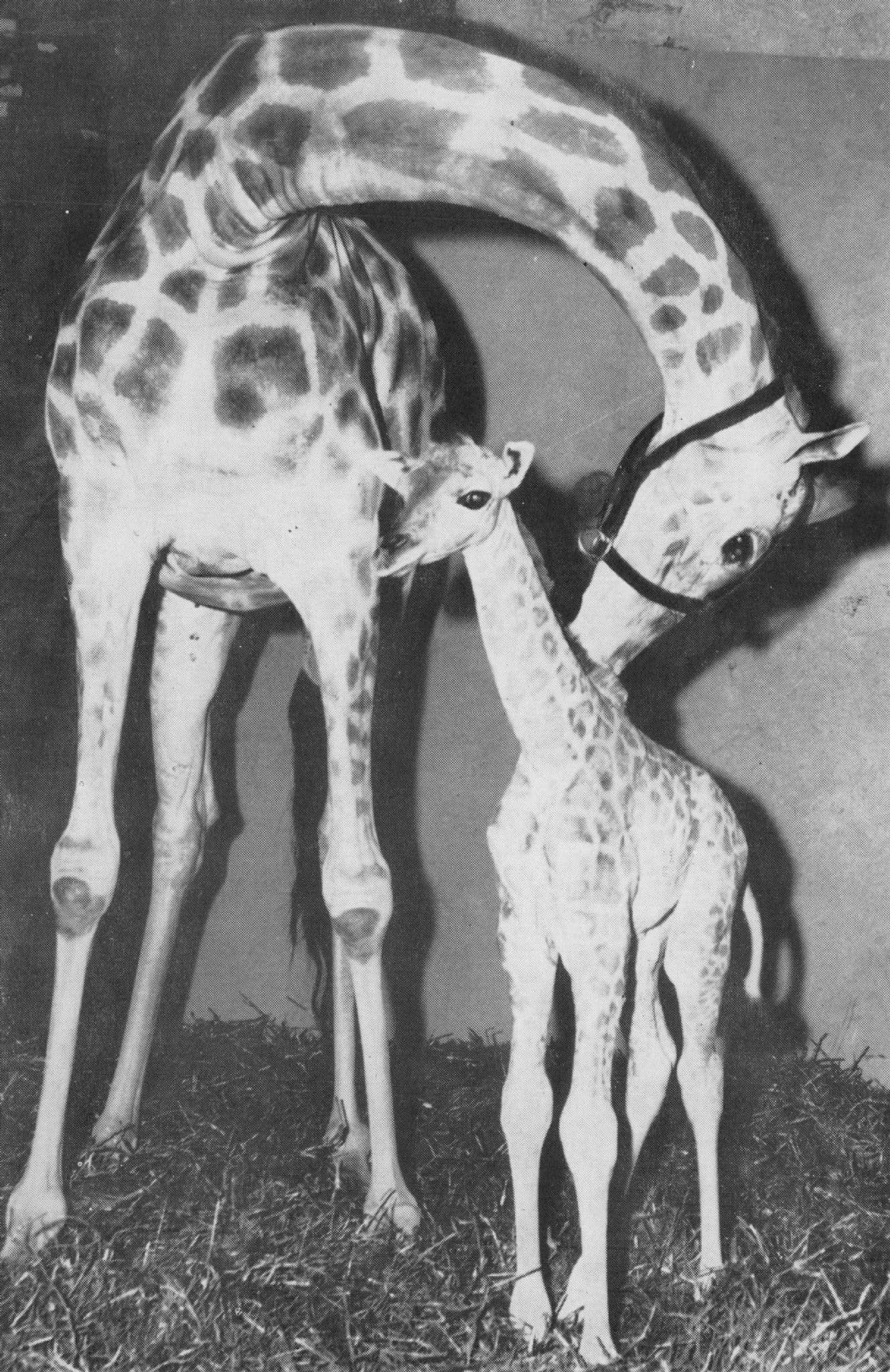 Edith & Baby Giraffe Tangayika East Africa Barnum & Bailey Circus Vintage Postcard
