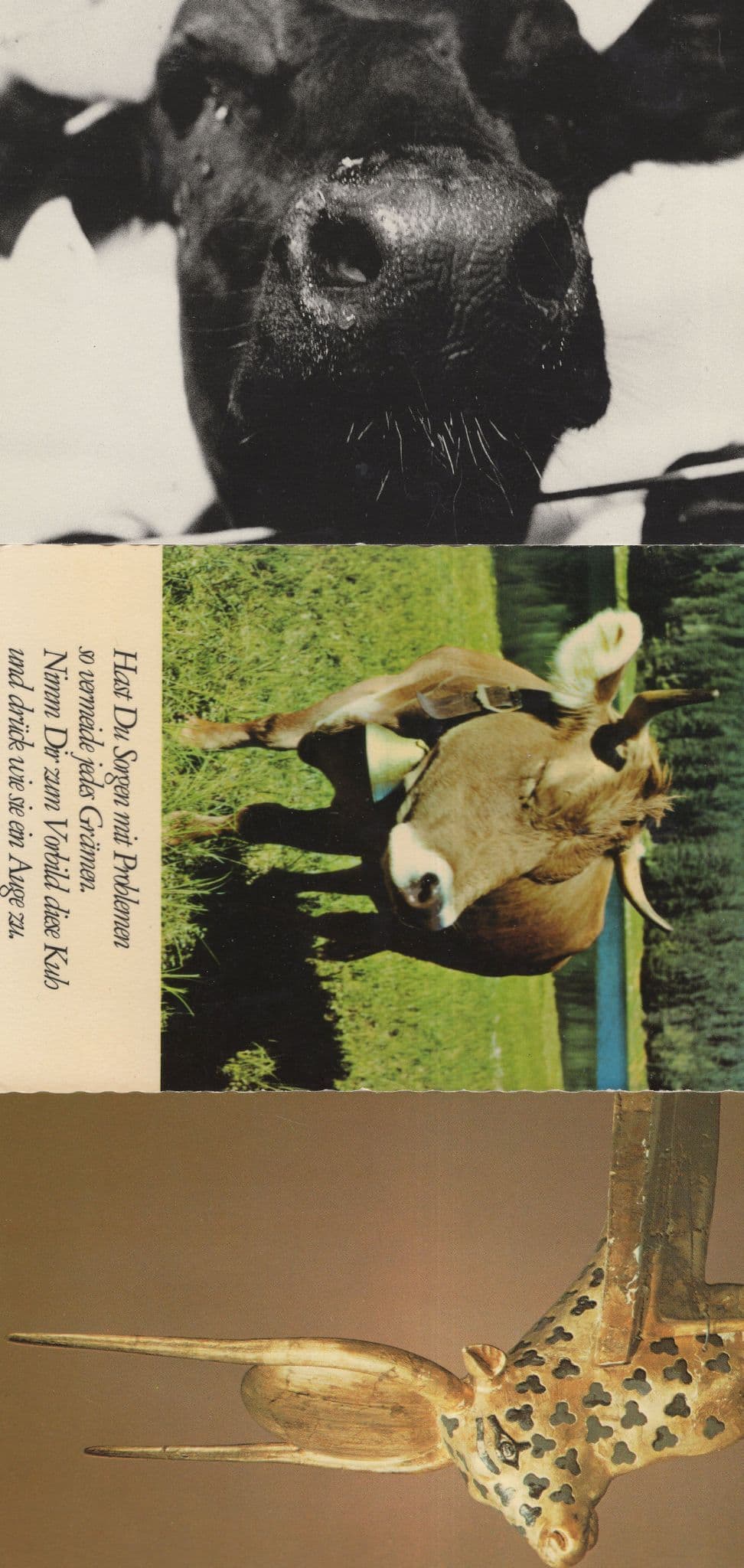 Egyptian Dutch 3x Unusual Cow Postcard s