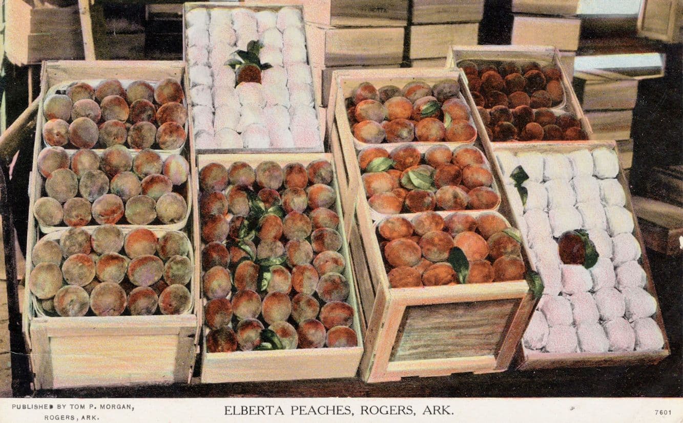Elberta Peaches Fruit Rogers Arkansas USA Rare Old Postcard