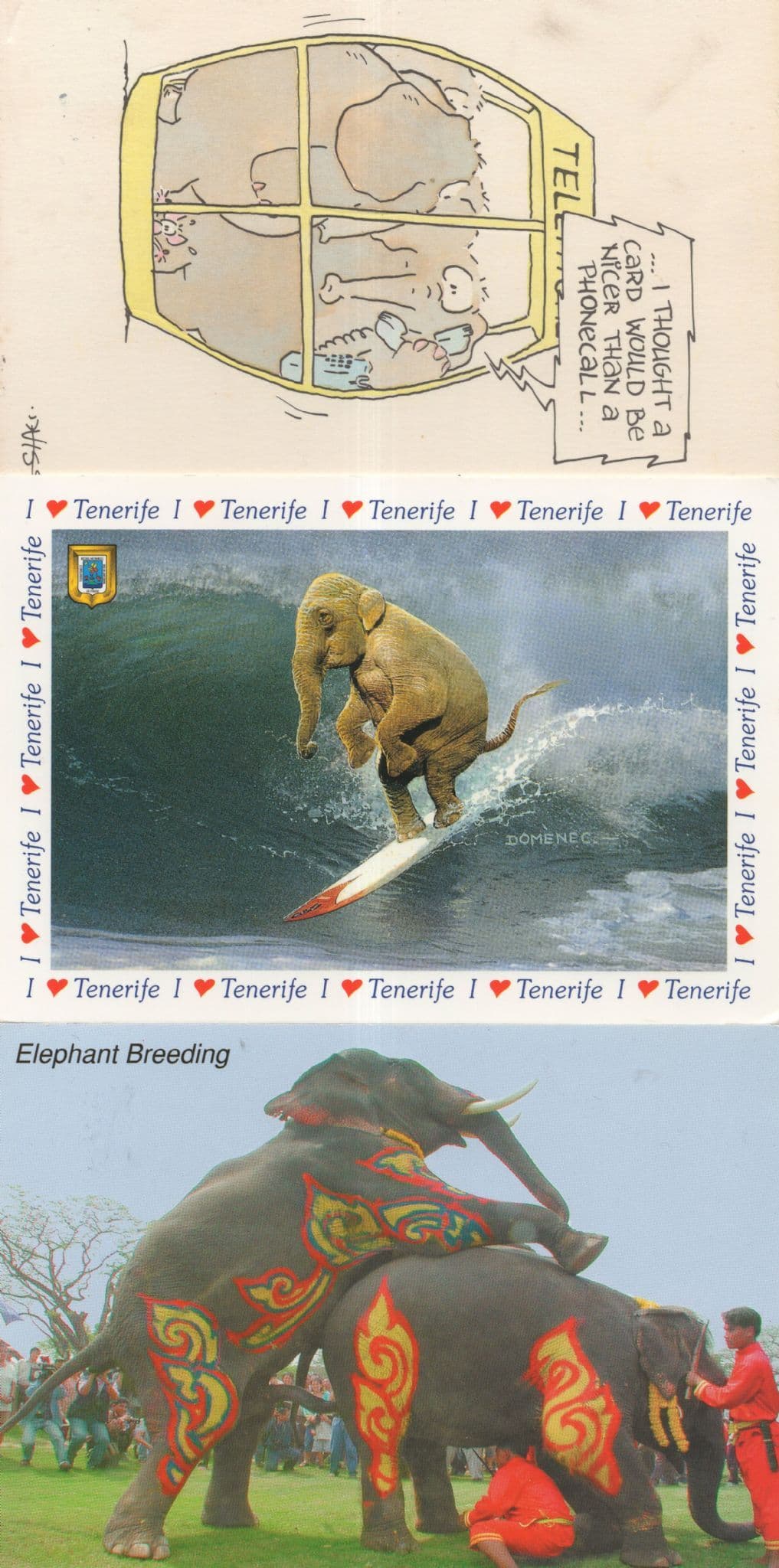 Elephant Skateboarding Tenerife Breeding 3x Comic Postcard s