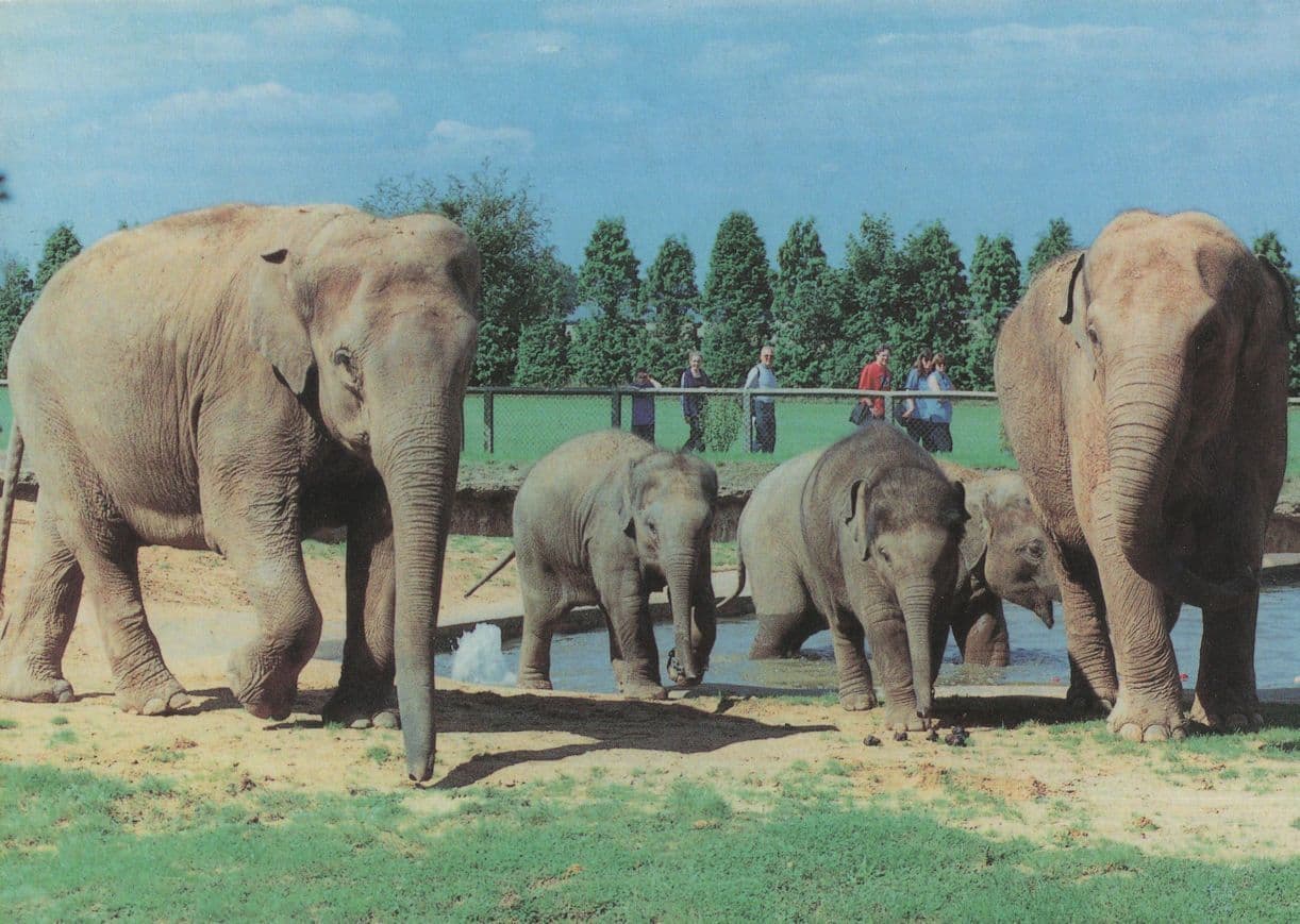 Elephants at Twycross Zoo Leicester Postcard