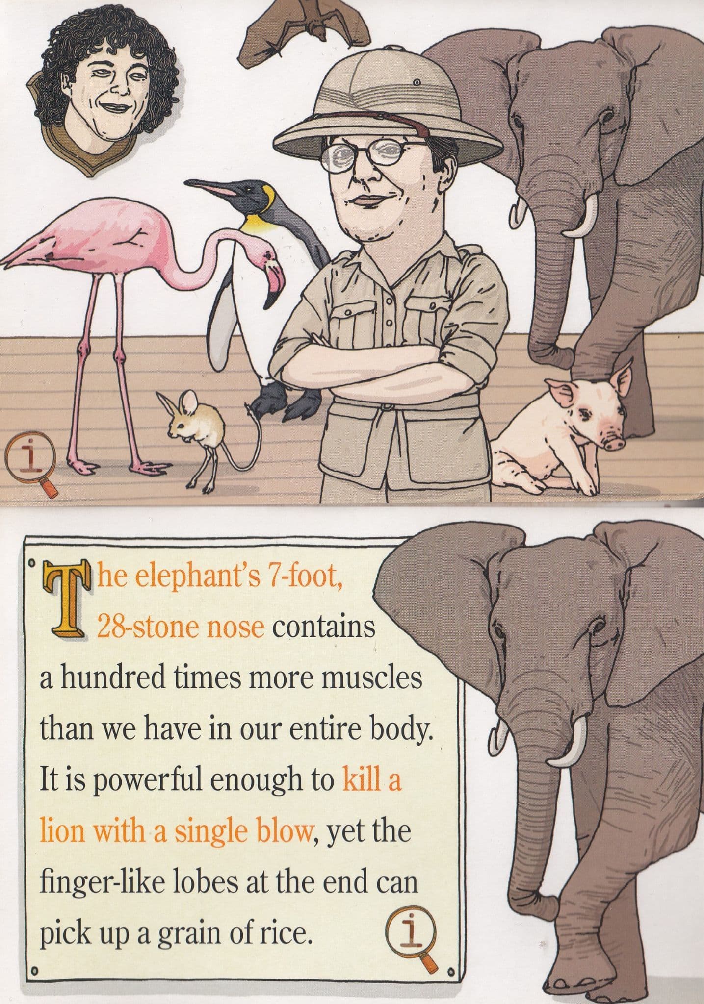 Elephants Dangerous Nose Book Advertising 2x Book Postcard s