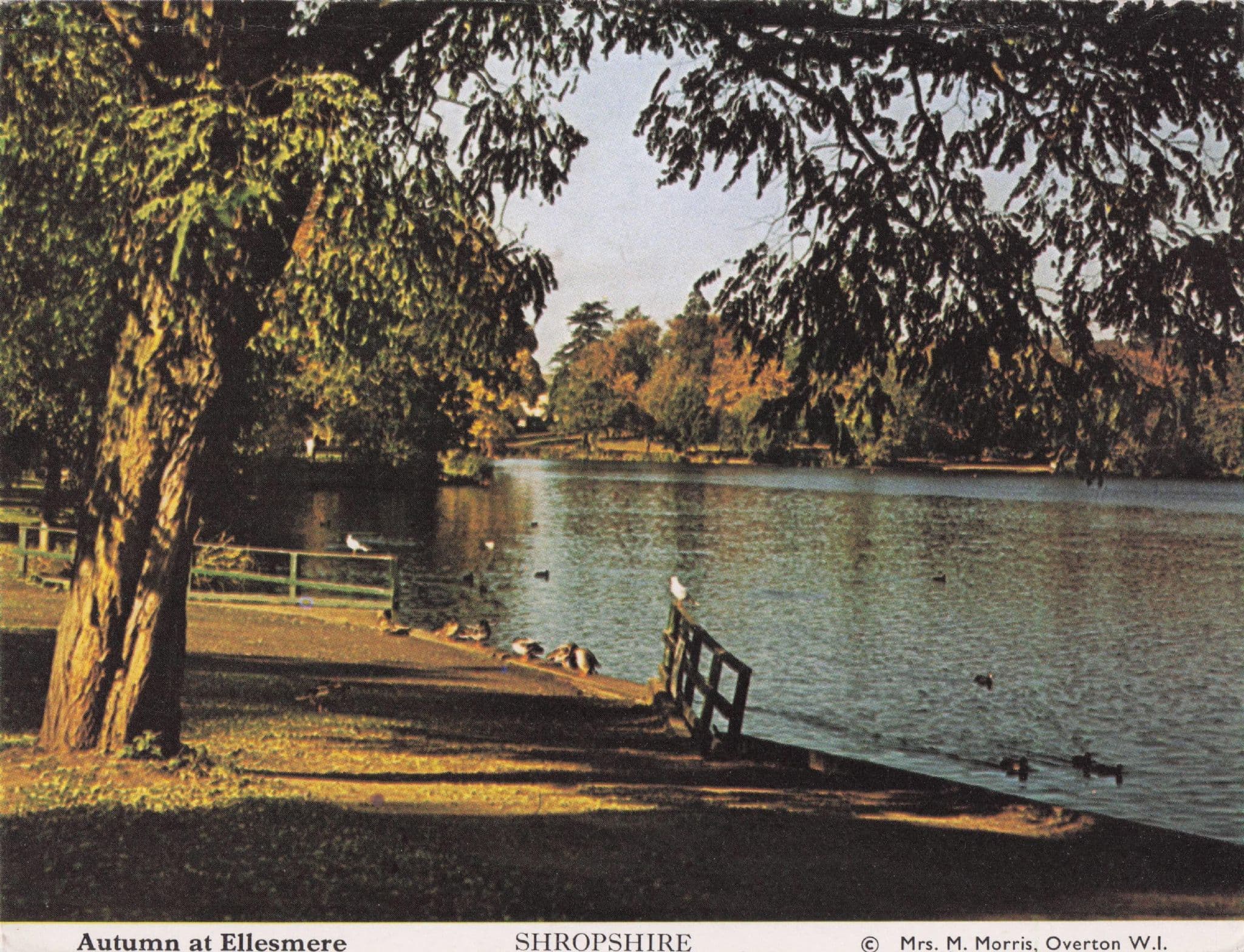 Ellesmere Autumn River Birds Shropshire Women's Institute Postcard