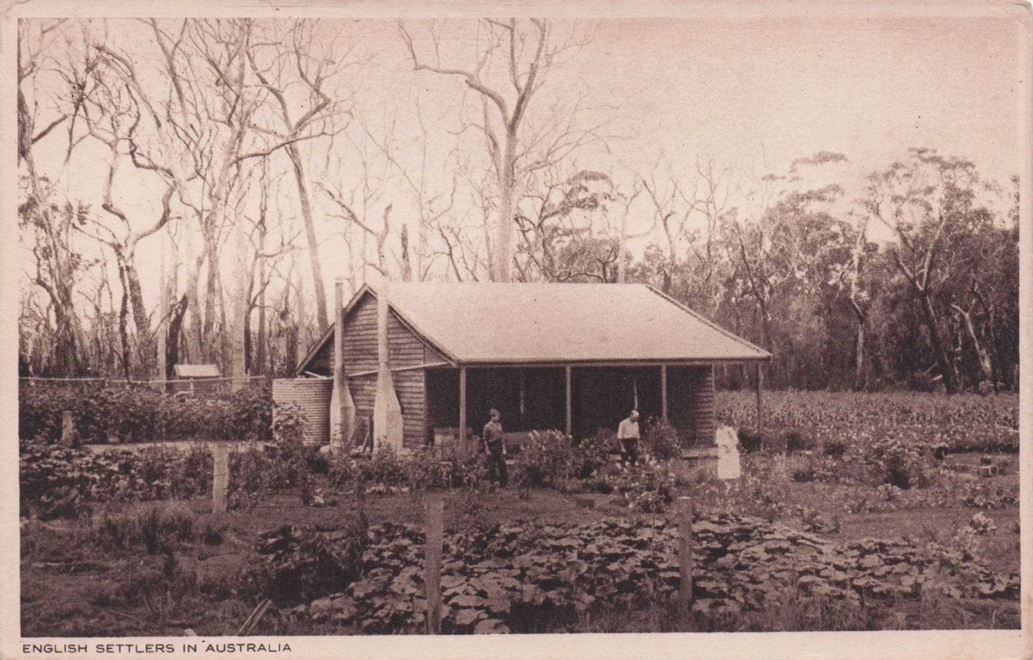 English Settlers In Australia Antique Postcard