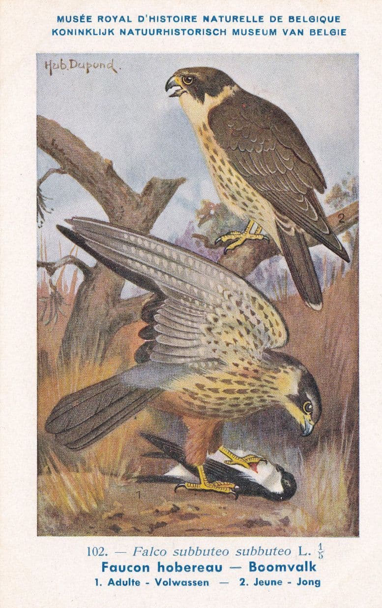 Eurasian Hobby Falco Subbuteo WW2 Antique Rare Bird Postcard