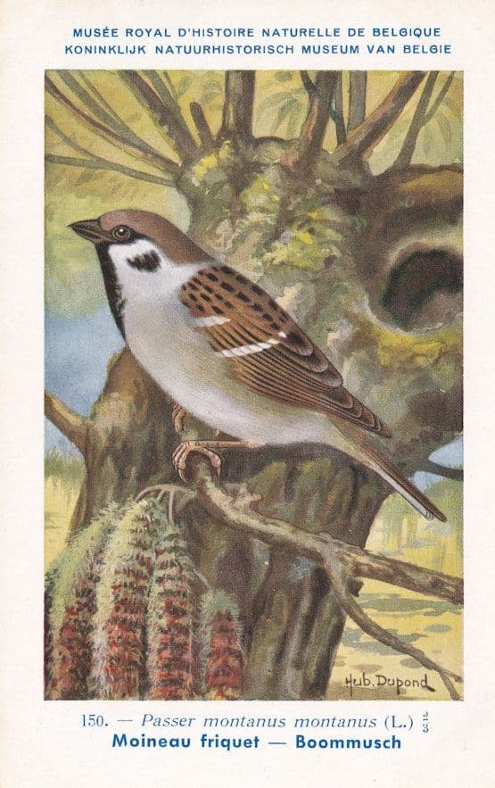 Eurasian Tree Sparrow Passer Montanus WW2 Bird Rare Postcard