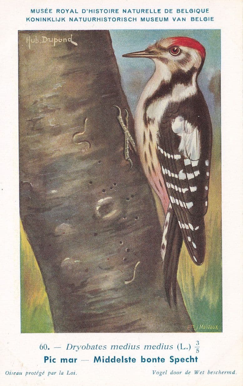 Eurasian Wryneck Jynx Torquilla WW2 Antique Rare Bird Postcard