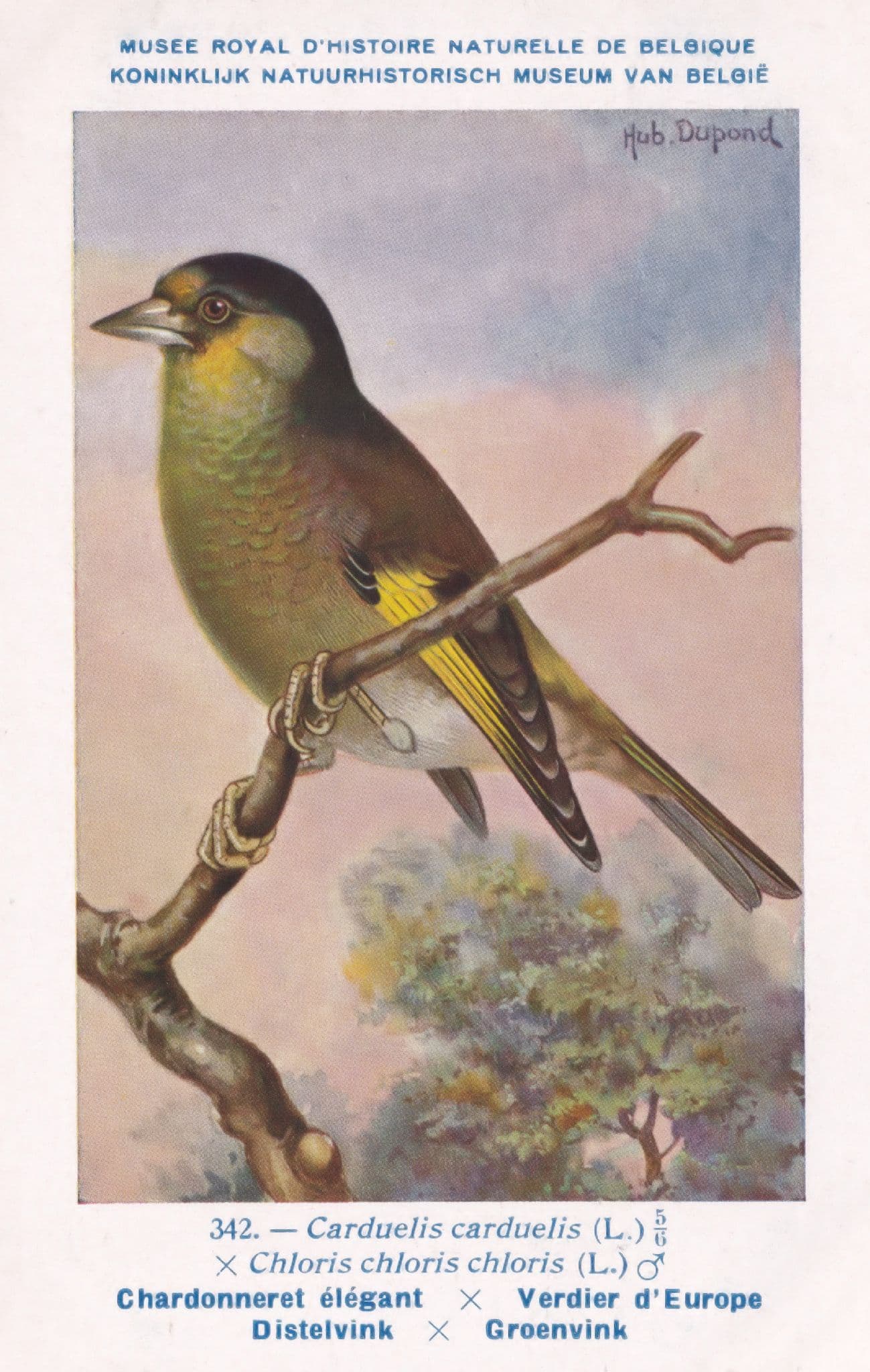European Goldfinch Carduelis Carduelis War WW2 Bird Vintage Rare Postcard