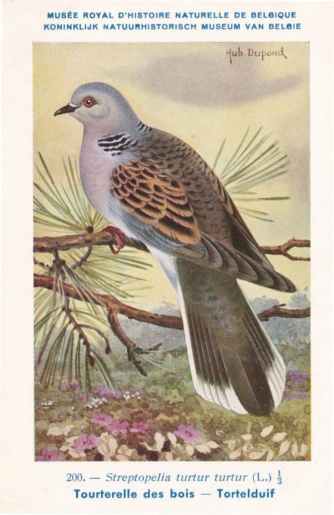 European Turtle Dove Streptopelia Turtur WW2 Bird Vintage Rare Postcard