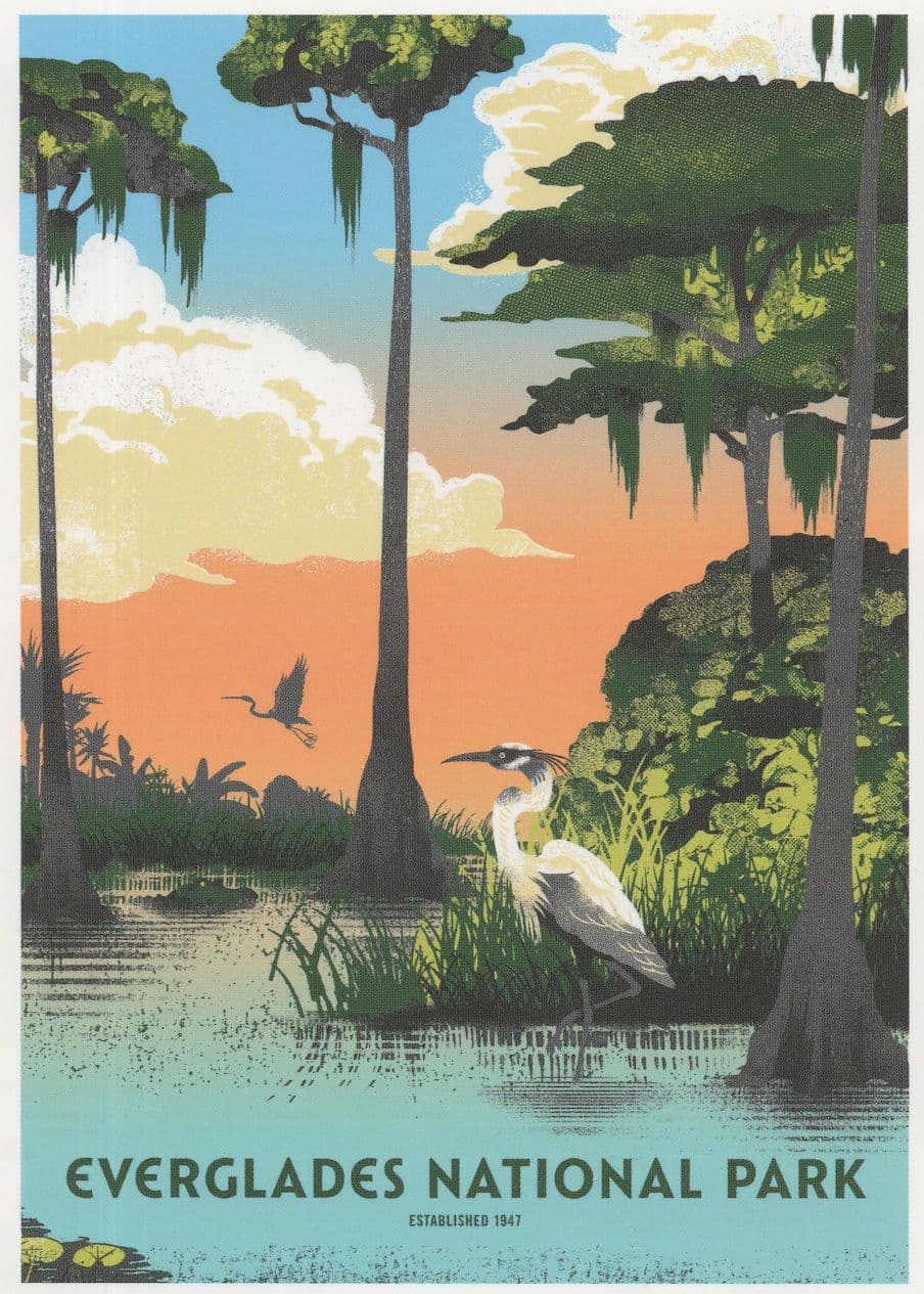 Everglades National Park Florida Panther Heron Alligator USA Postcard