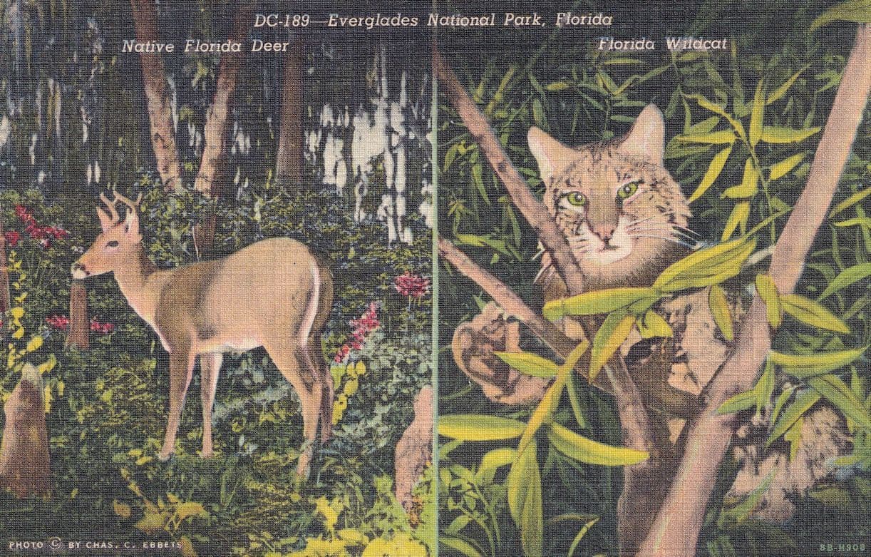 Everglades National Park Florida Wildcat Deer Linen Postcard