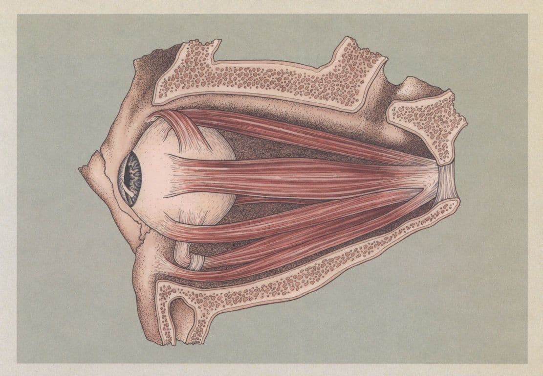 Eye Retina Muscles Eyeball Cross Section Morbid Postcard