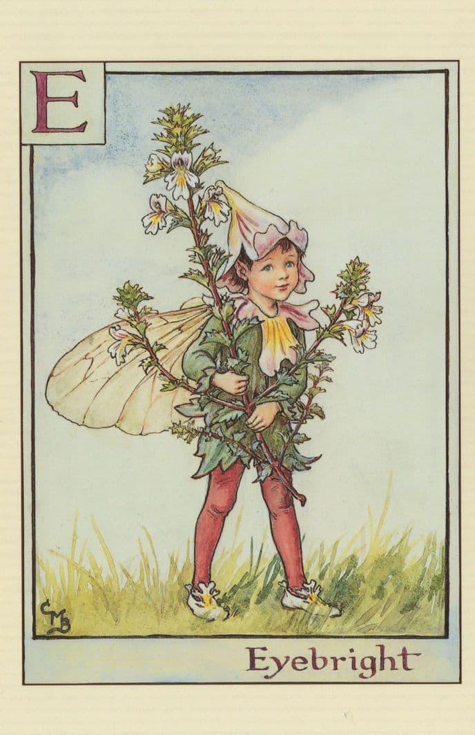Eyebright Ferry From Antique Flower Fairies Book Stunning Postcard