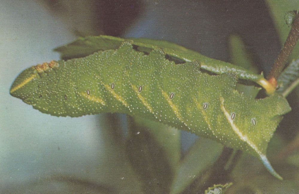 Eyed Hawk Moth Caterpillar Postcard