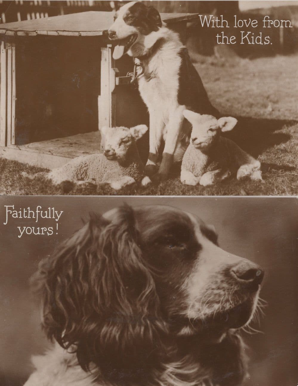 Faithfully Yours Greetings Dogs & Baby Goat Sheep 2x Dog RPC Postcard s