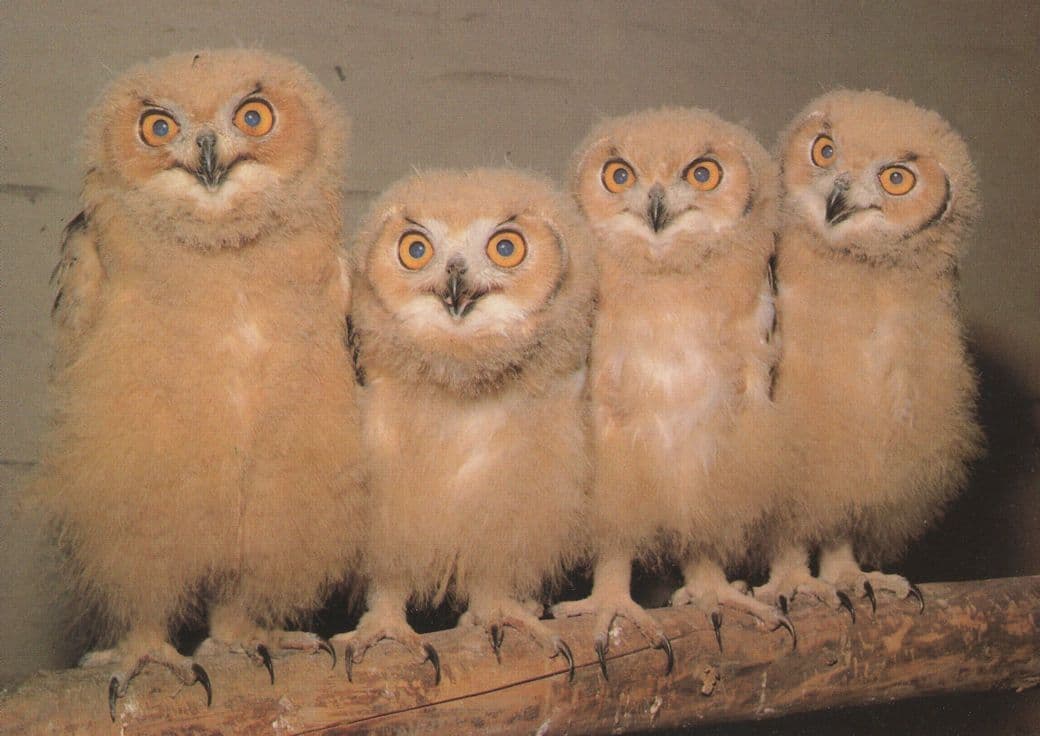 Family Of Owl Chicks Young Baby Owls Postcard