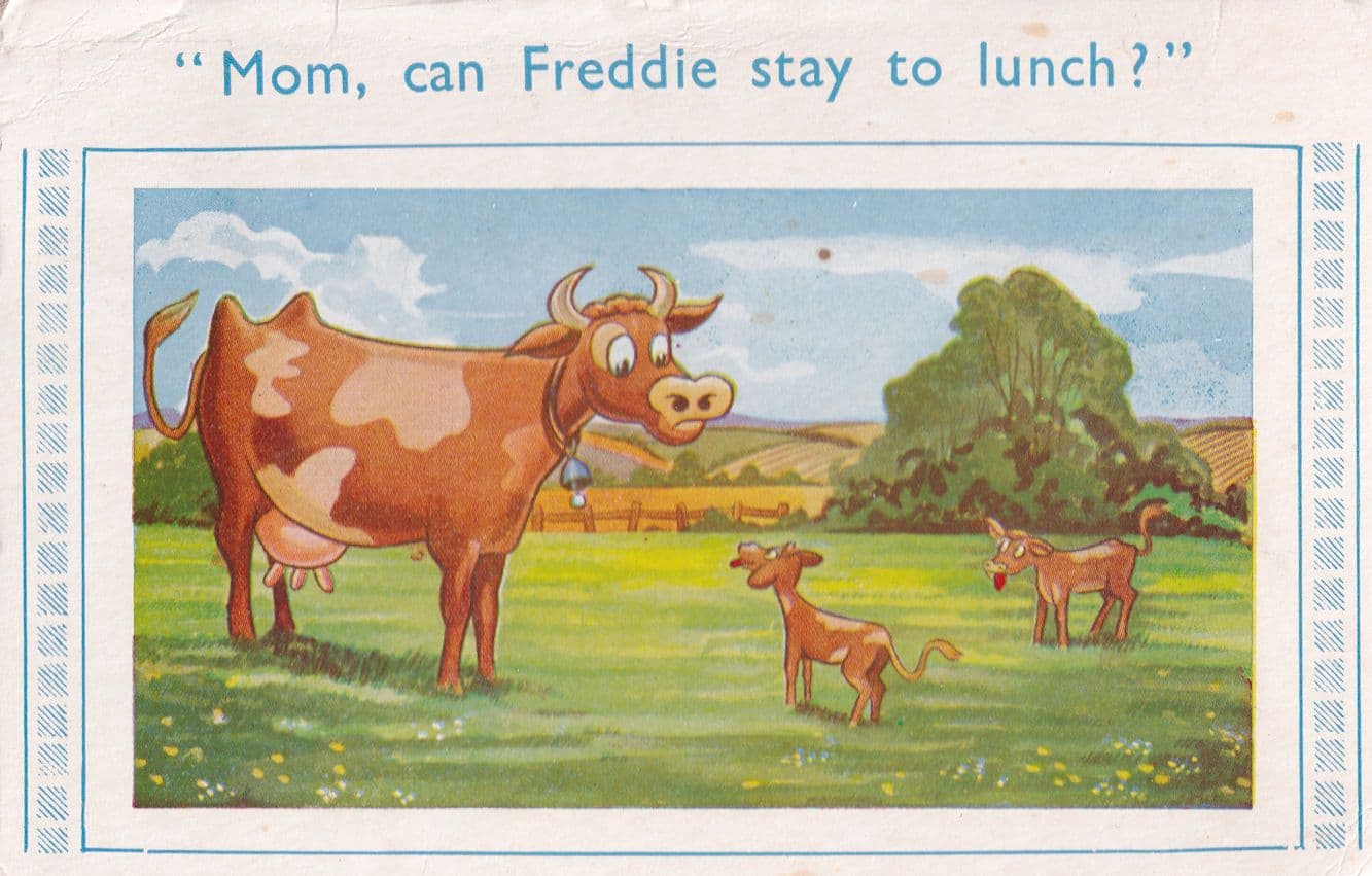 Farm Cow Calf Field Cattle Udder Feeding Cows Comic Postcard
