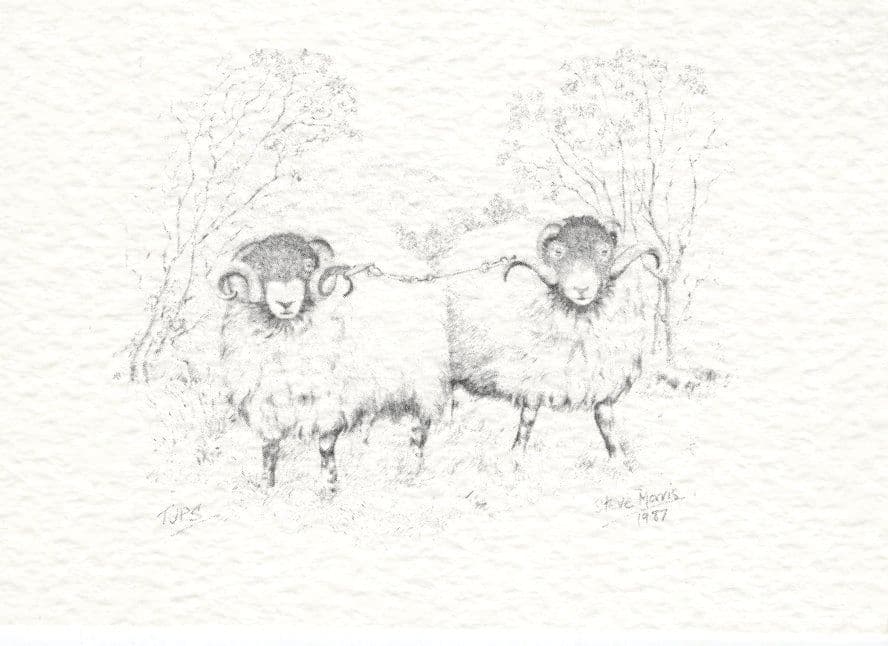 Farm Sheep Siamese Twins Animal Freak Painting Postcard