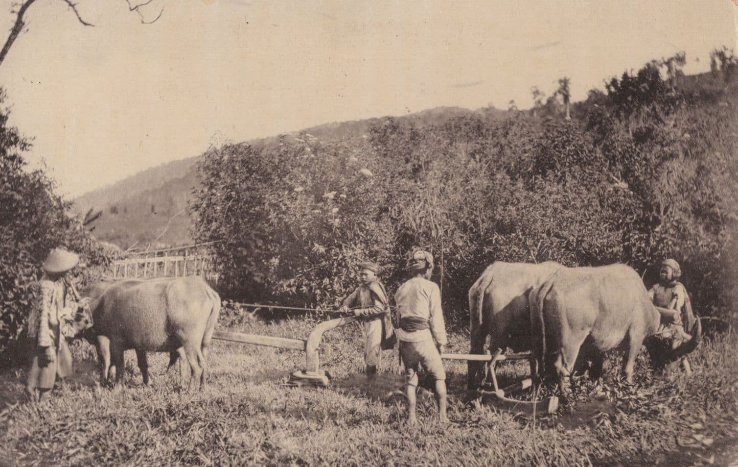 Farming Ploughing With Buffaloes Indonesia RPC Postcard