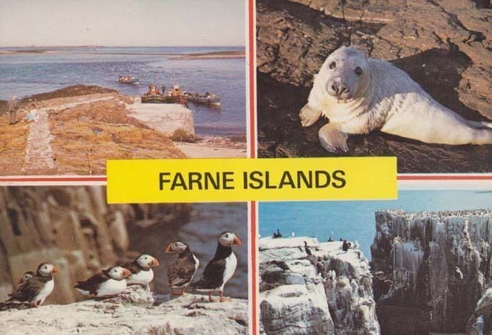 Farne Islands Puffin Puffins Seal Seals 1970s Postcard