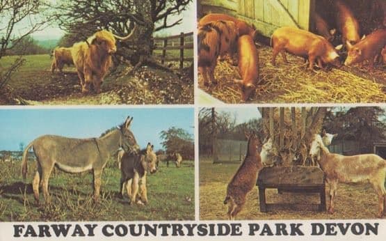 Farway Countryside Zoo Park Devon Postcard