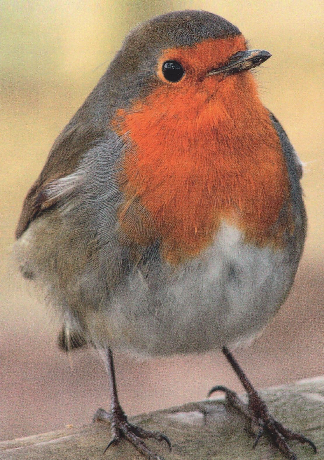 Fat Cute Lovable German Robin Bird Pummeliges Rotkehlchen Postcard