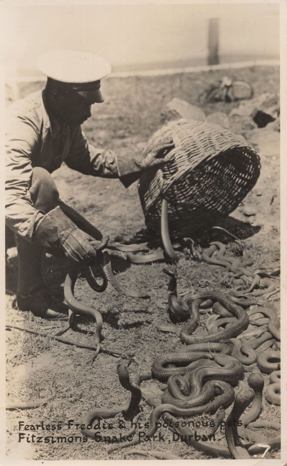 Fearless Freddie Poisonous Snakes Pets Durban Park South Africa Old Postcard