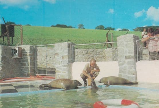 Feeding Time Seals Cornish Seal Sanctuary Postcard