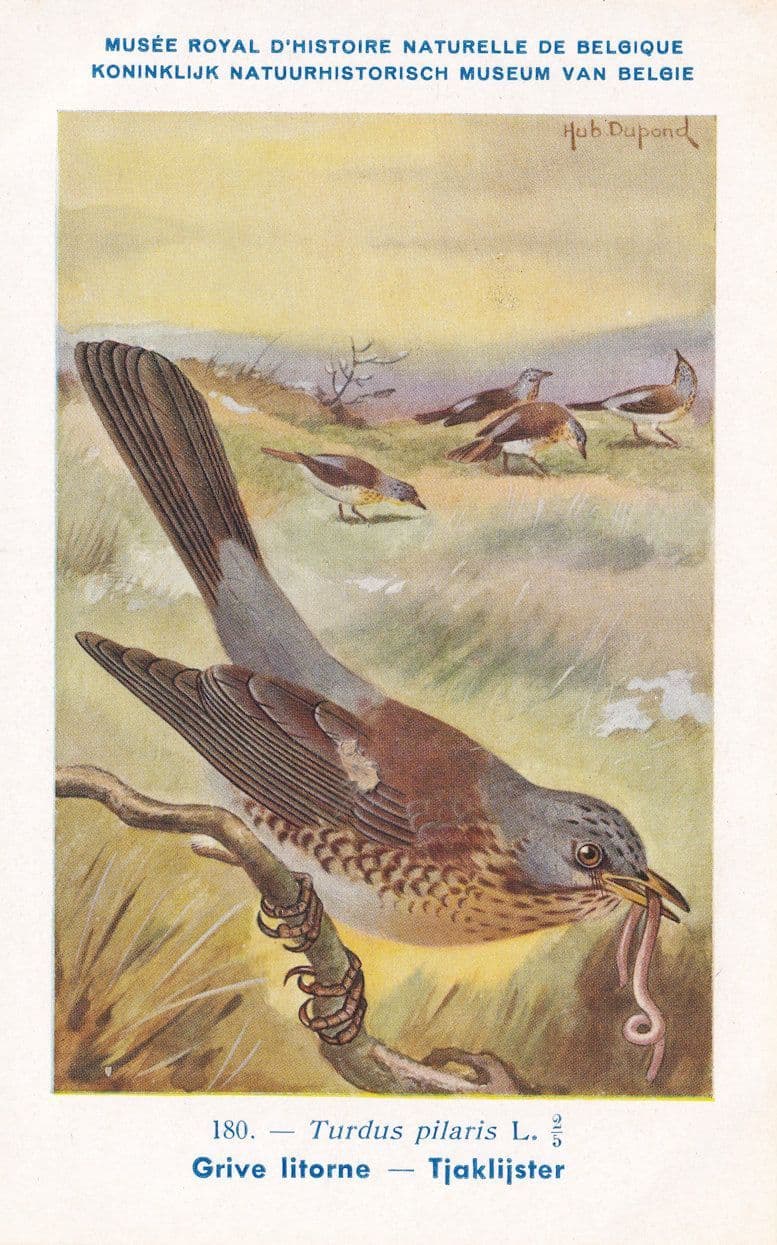 Fieldfare Turdus Pilaris Bird WW2 Rare Postcard