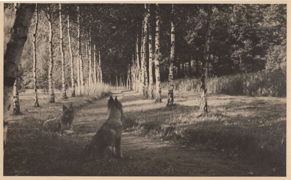 Fierce Alsation Dogs Loose In Forest German Old RPC Postcard