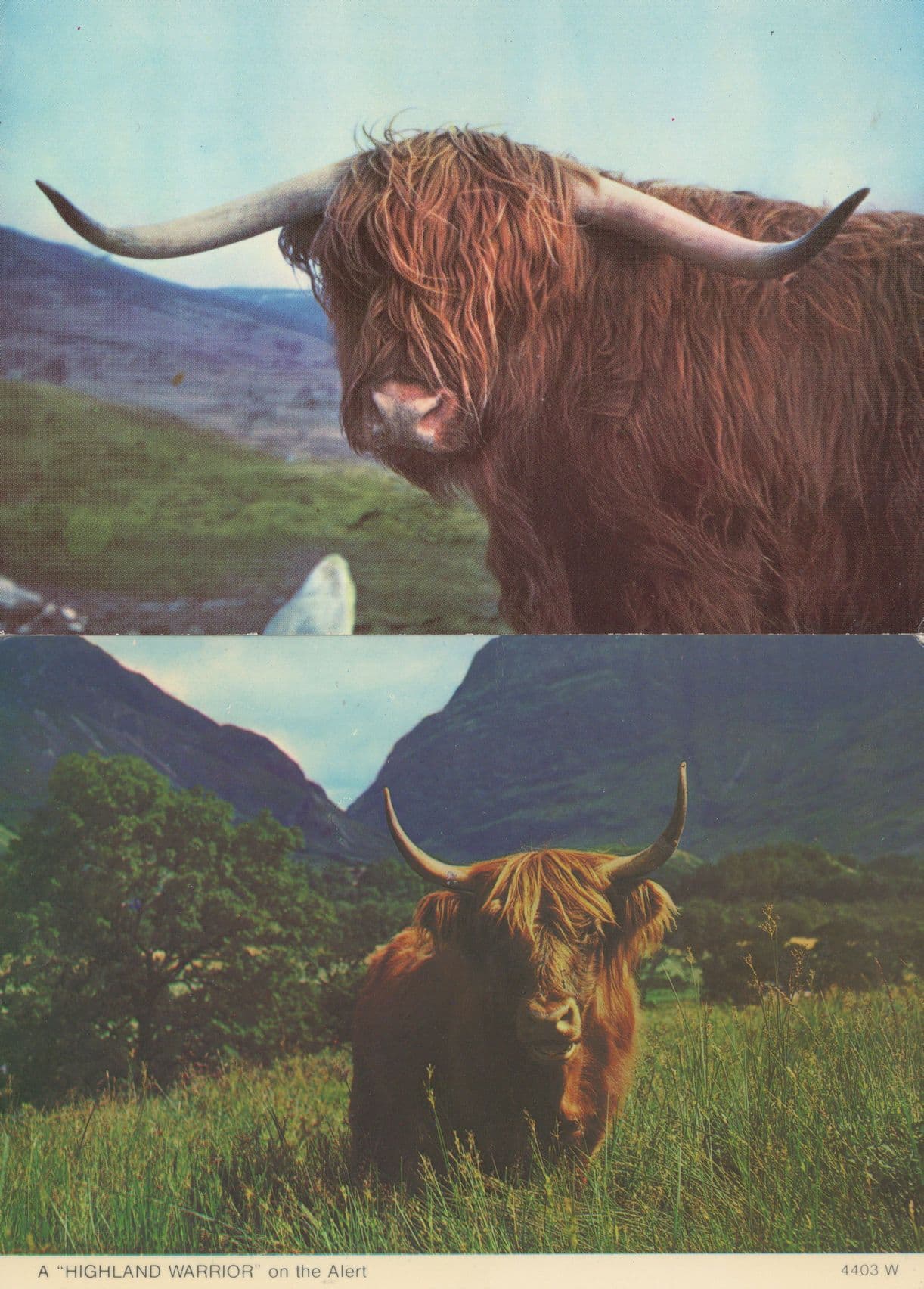Fierce Highland Cattle at Wildlife Park Inverness 2x Scottish Postcard s