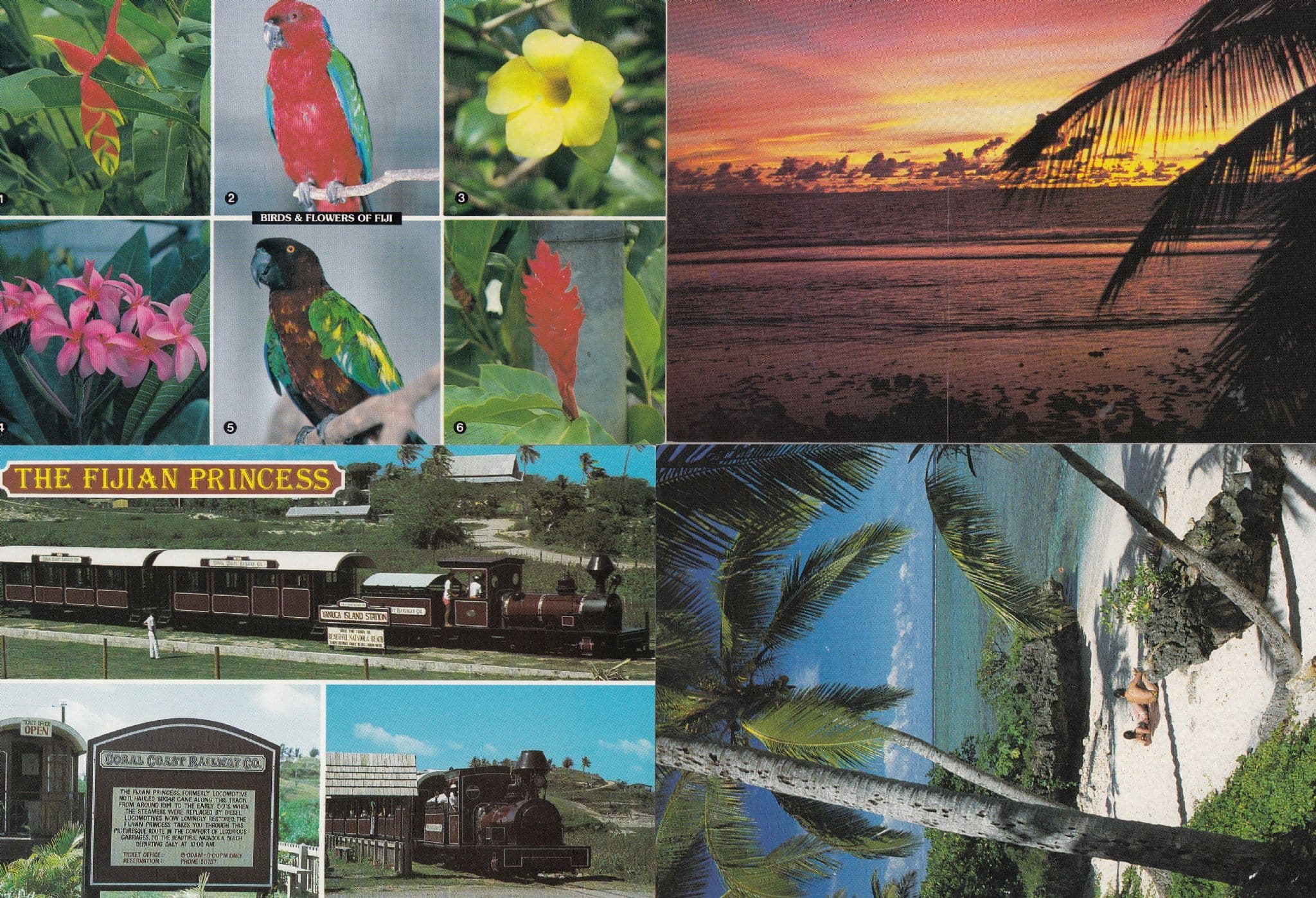 Fijian Sunbathing Birds Flowers Trains Sunset 4x Postcard s