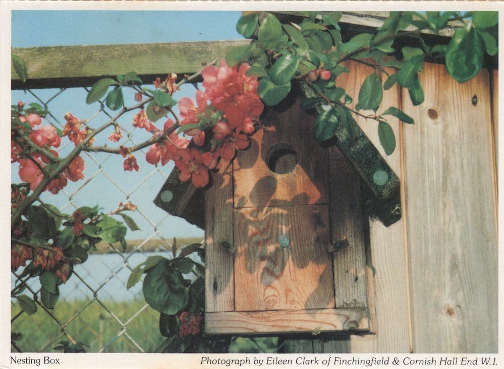 Finchingfield Nesting Box Birds Nest Essex Postcard