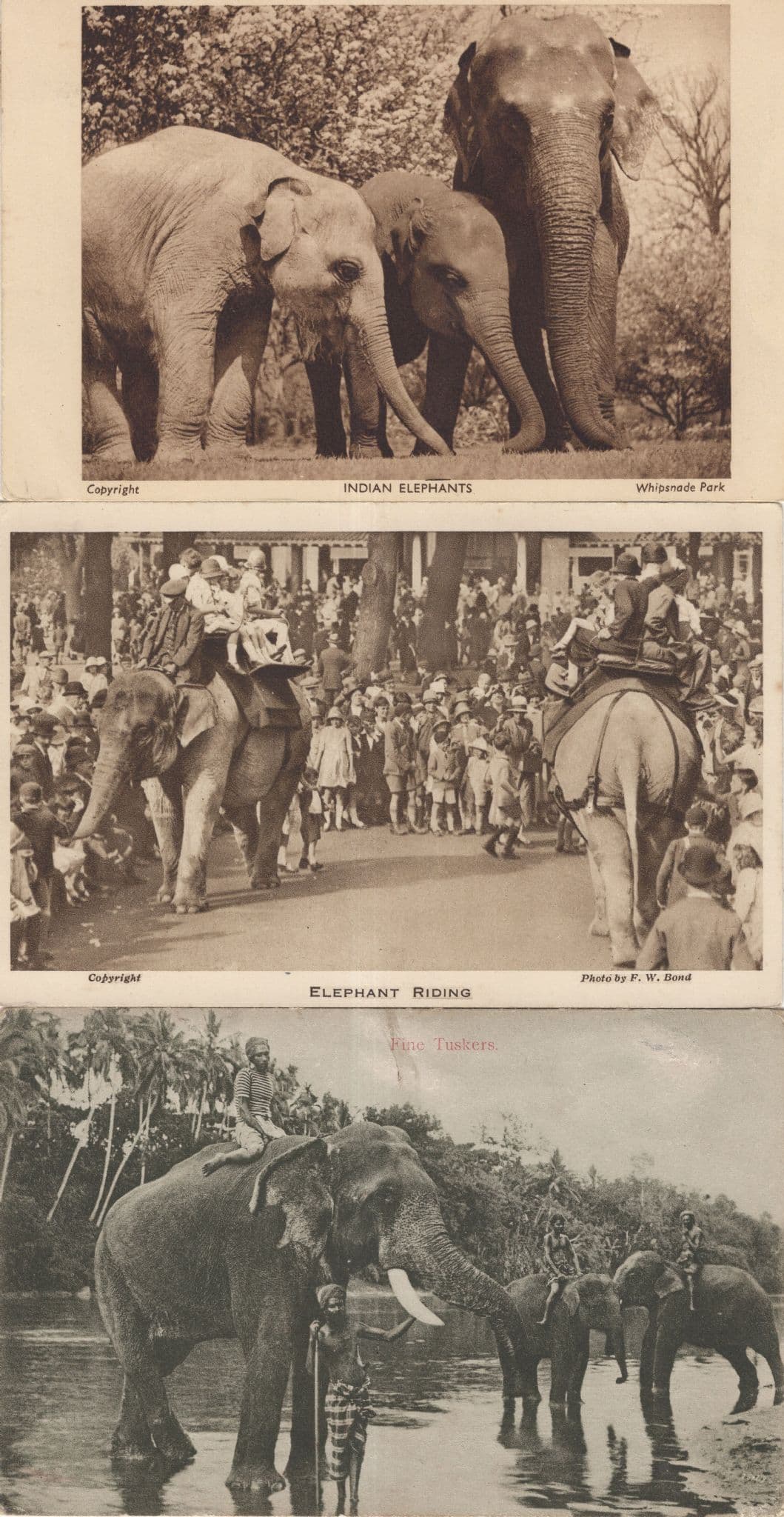 Fine Tuskers Ceylon Indian Elephant Riding 3x Old Postcard s