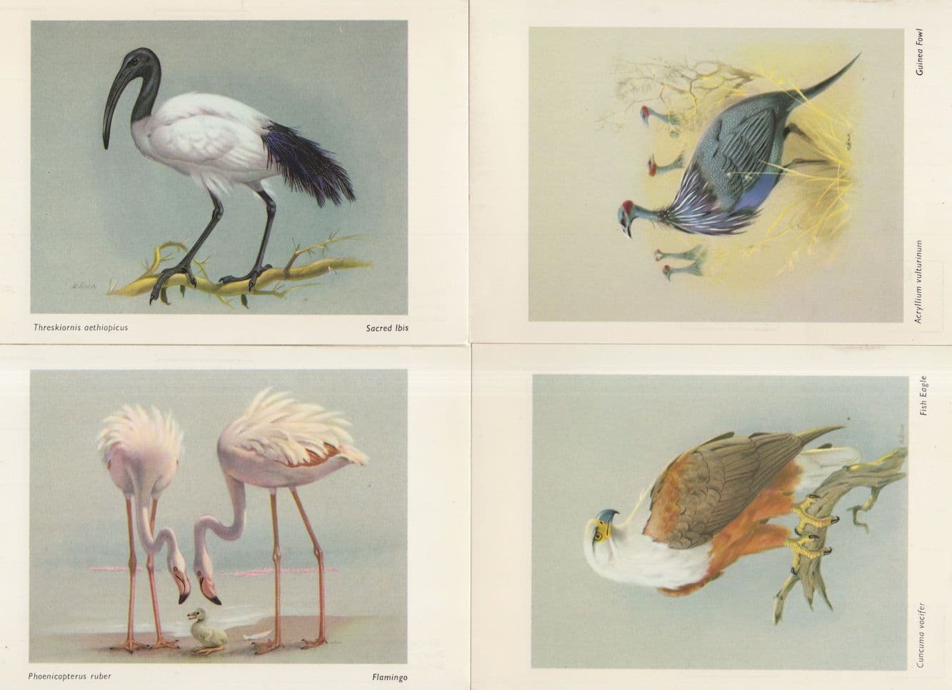 Fish Eagle Pink Flamingo Sacred Ibis Guinea Fowl 4x Bird Postcard s