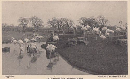 Flamingoe Flamingoes Whipsnade Bedfordshire Zoo Antique Real Photo Postcard