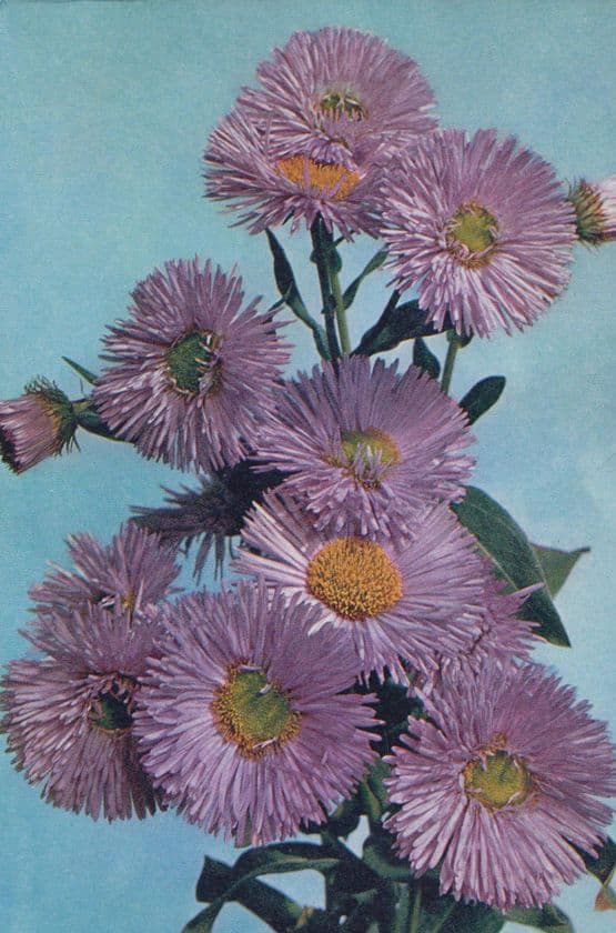Fleabane Festivity Daisy Unusual Rare Flowers Postcard