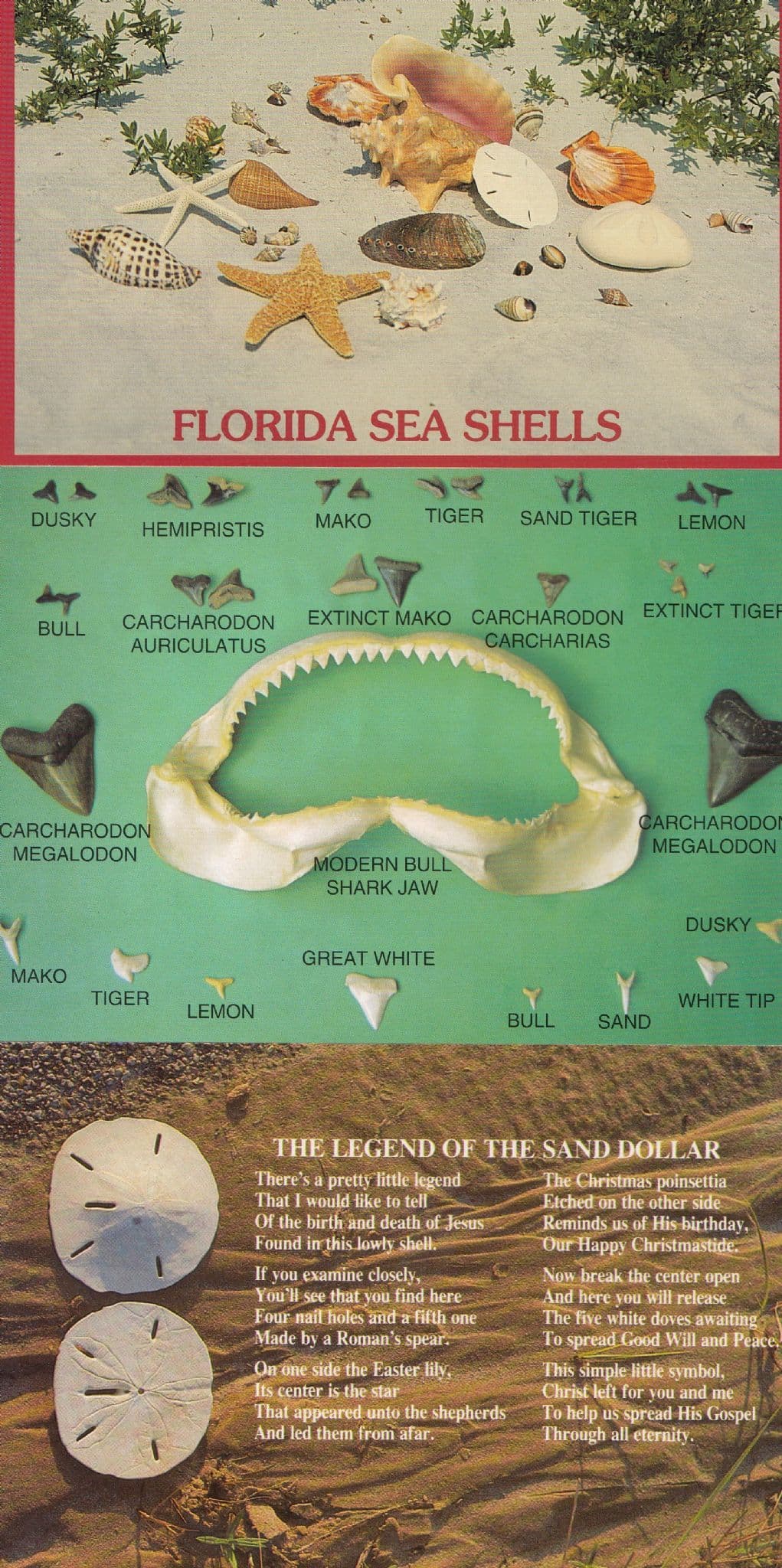 Florida Birds Alligator Animals Egret Birds 7x Postcard s