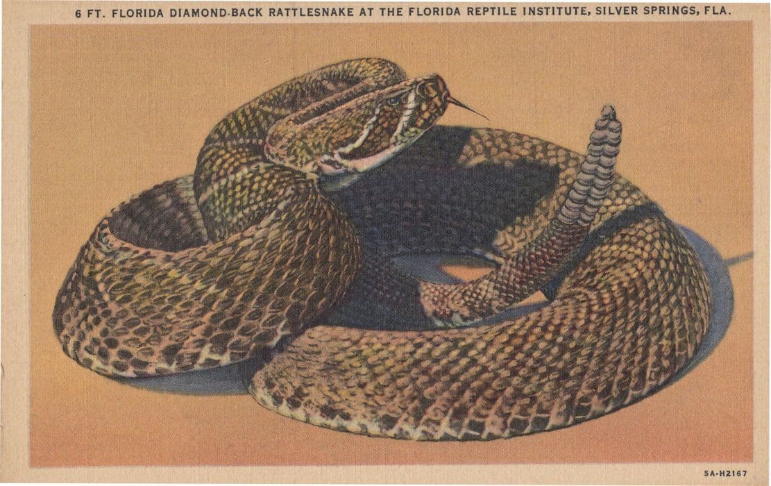 Florida Diamond Back Rattlesnake At Florida Reptile Institute Old Postcard