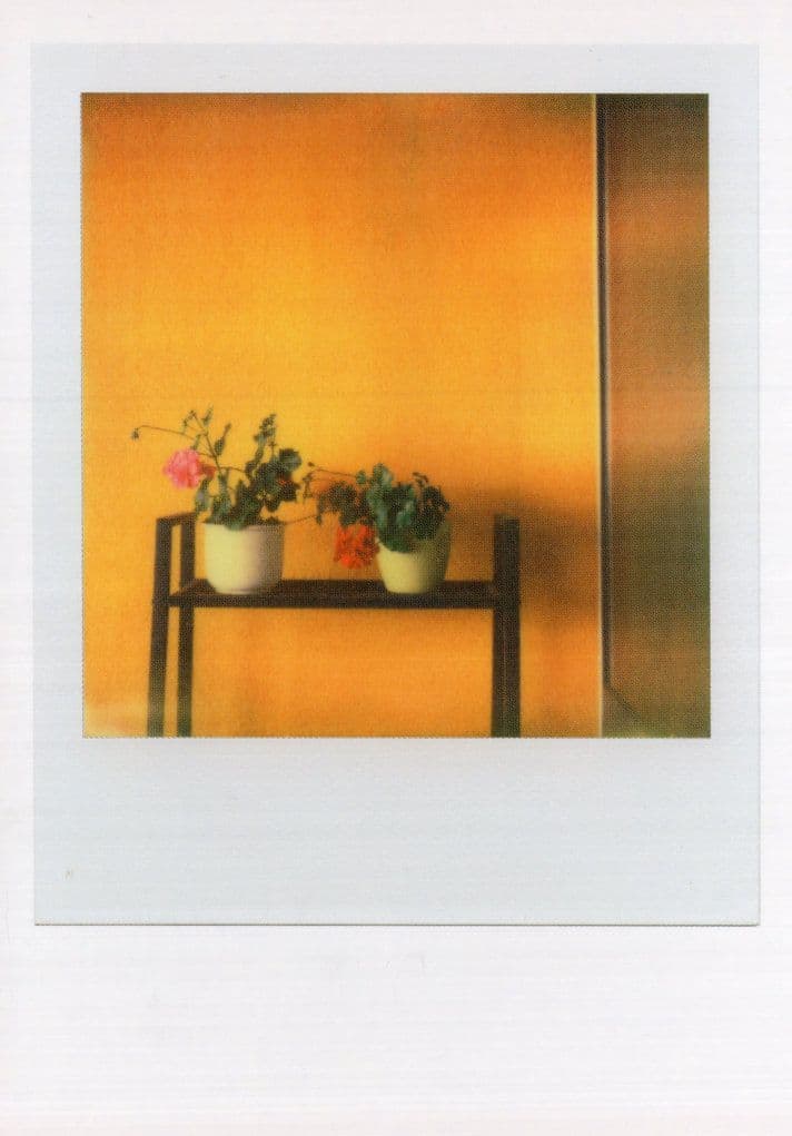 Flower Pot On Orange Painted Wall Hall Table Glowing Analog Photo Postcard