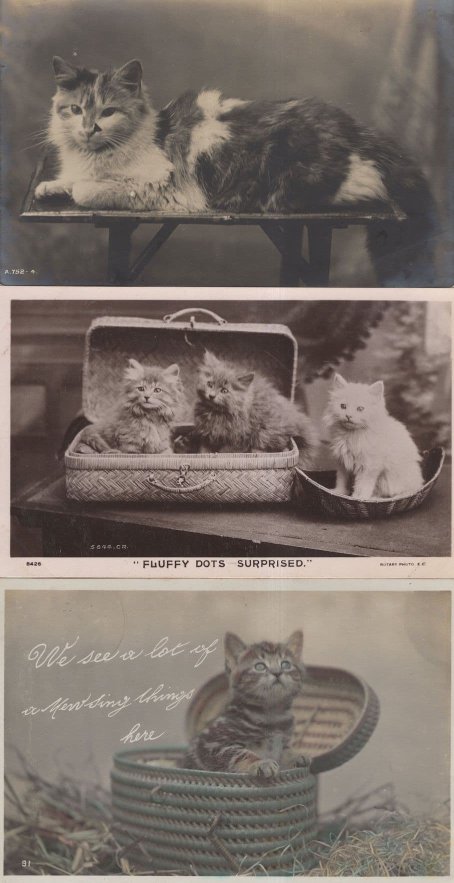 Fluffy Dots Surprised Rotary Real Photo & Basket Cat 3x Postcard s