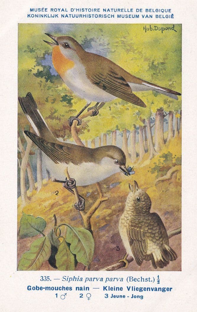 Flycatcher Siphia Parva Bechet WW2 Bird Rare Postcard