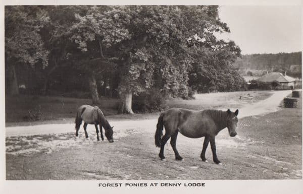 Forest Pony Ponies at Cumbria Denny Lodge Real Photo Postcard