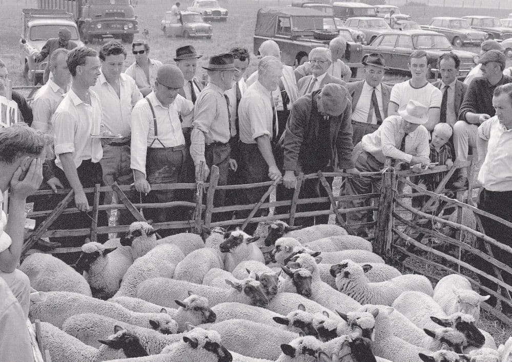 Fornham All Saints Cattle Market Sheep Sale Norfolk Postcard